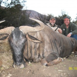 blue wildebeest