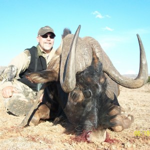 black wildebeest