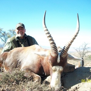 blesbok