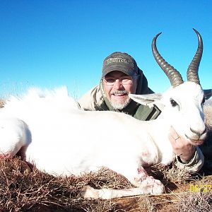 white springbok