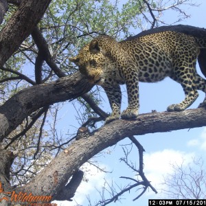 Selous leopard