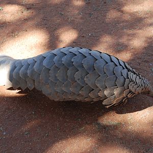 Giant Pangolin