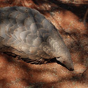 Giant Pangolin