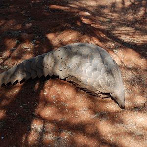 Giant Pangolin