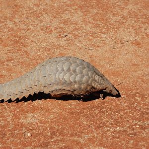 Giant Pangolin