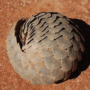 Giant Pangolin