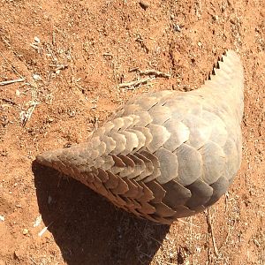 Giant Pangolin