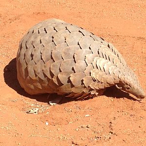 Giant Pangolin