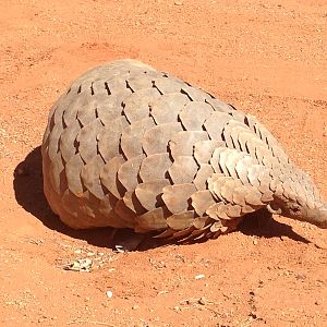 Giant Pangolin