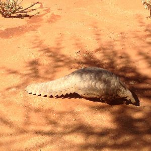 Giant Pangolin