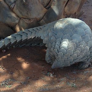 Giant Pangolin