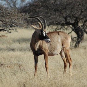 Roan bull at Wintershoek