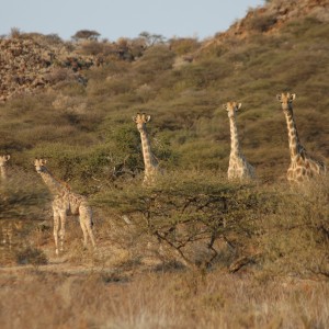 Giraffes at Wintershoek