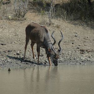 Kudu at pond, Eastern Cape, South Africa