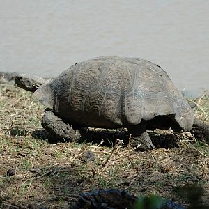 Tortise by pond, Eastern Cape, South Africa