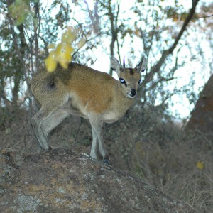 Klipspringer