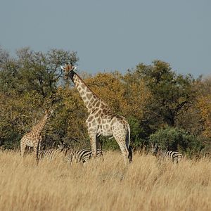 Giraffes and Zebras