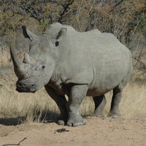 White Rhino