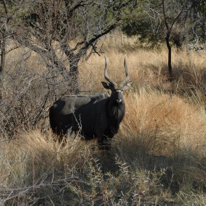 Nyala bull