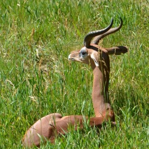 Gerenuk