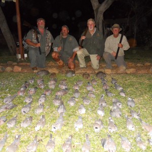 Birds, Motsomi Safaris, 7/13