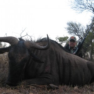 Blue Wildebeest