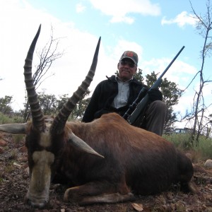 Blesbok