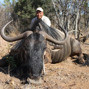 Blue Wildebeest