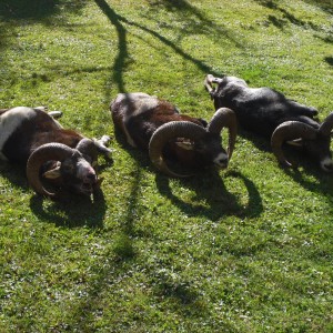 Mouflon hunt in Bulgaria