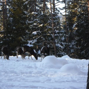 Mouflon hunt in Bulgaria