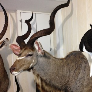 Kudu