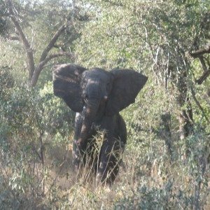 Elephant