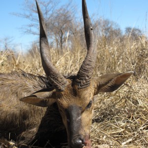 Bushbuck