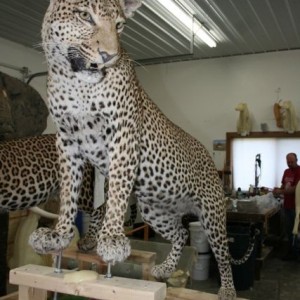 Full mount Leopard