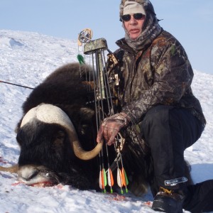 AK - Musk Ox