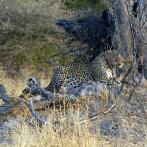 Daytime Leopard Sighting Botswana 2013