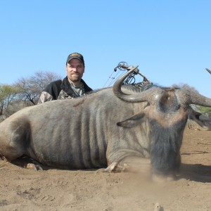 Blue Wildebeest