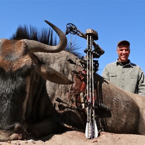 Blue Wildebeest Botswana 2013