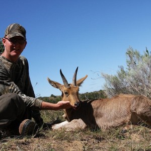 mature mountain reedbuck