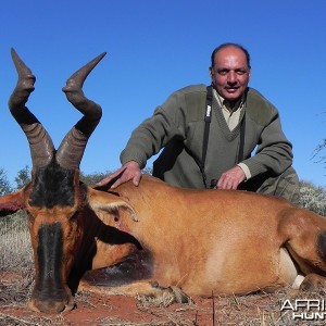 Red Hartebeest hunt with Wintershoek Johnny Vivier Safaris