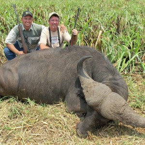 mozambique buffalo