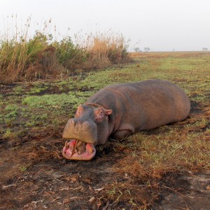 mozambique hippo