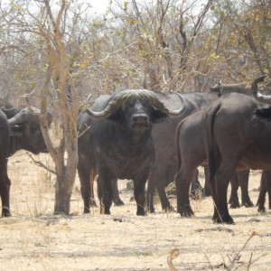 Buffalo Botswana