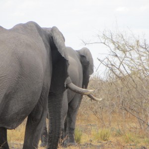 Elephant Botswana