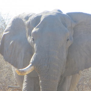 Elephant Botswana