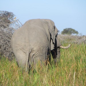 Elephant Botswana