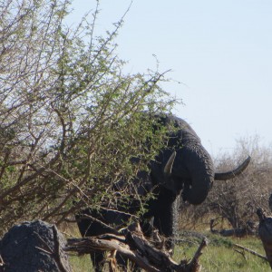 Elephant Botswana