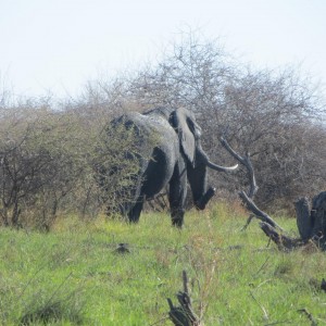 Elephant Botswana