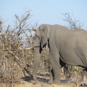 Elephant Botswana