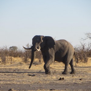 Elephant Botswana